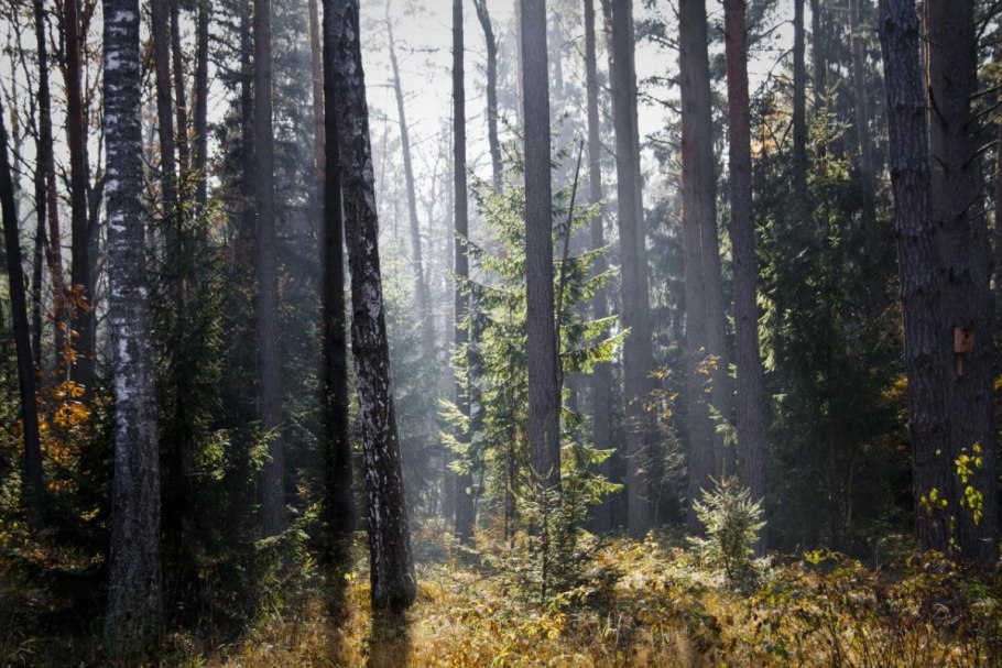 Тайга бореальные леса