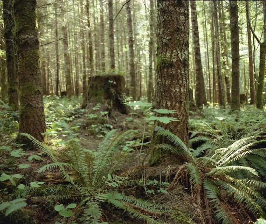 Хвойно-широколиственные листопадные леса кайнозоя