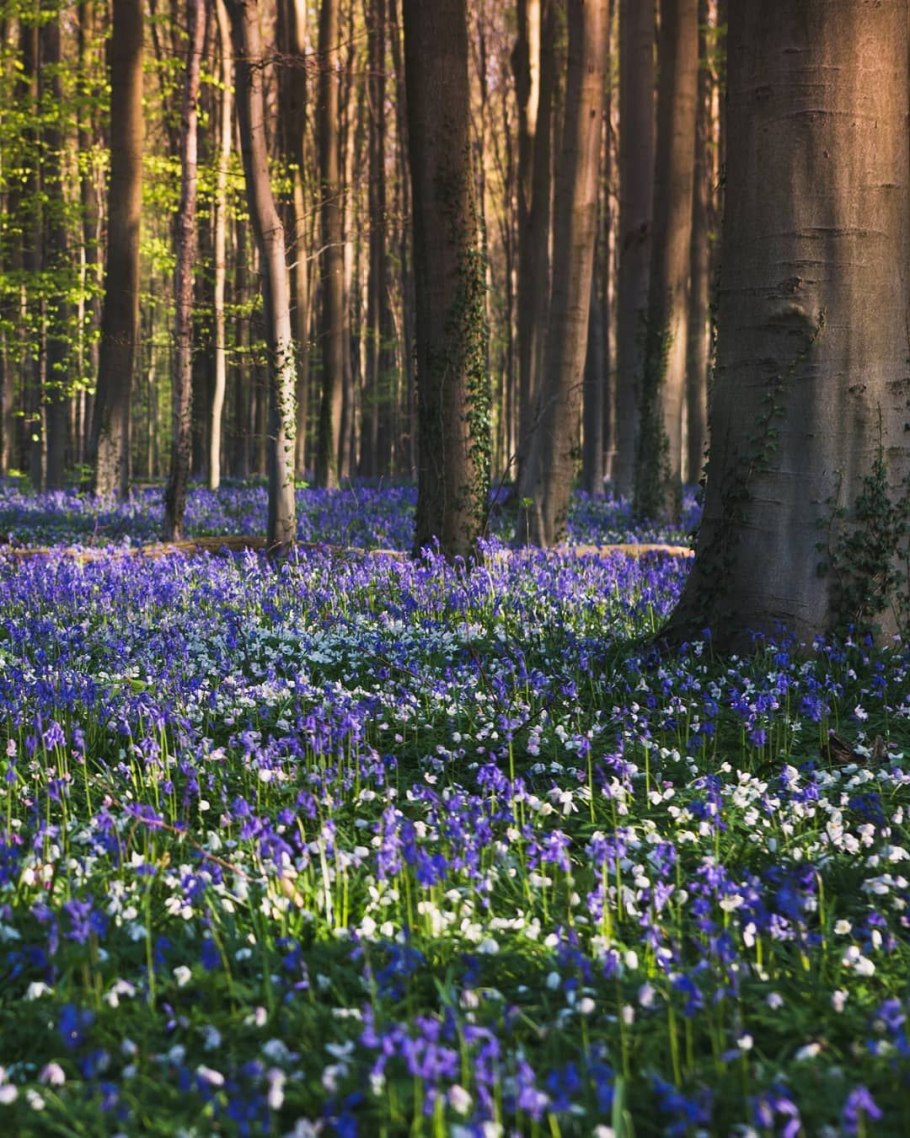 Швейцария Альпы лес