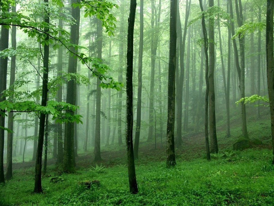 Green forest
