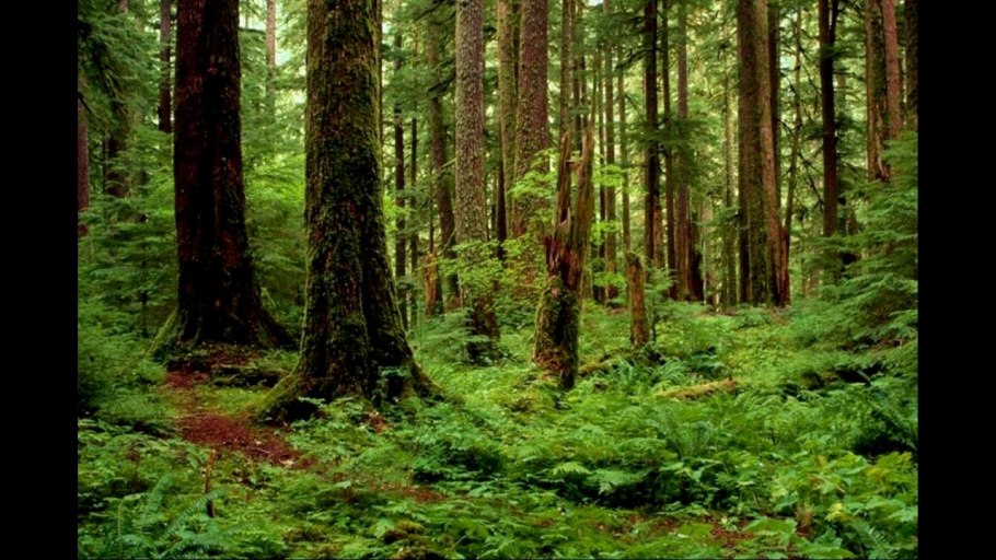 Хвойные леса