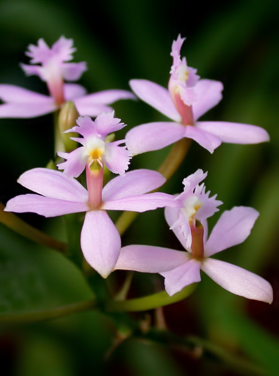 Epidendrum ibaguense