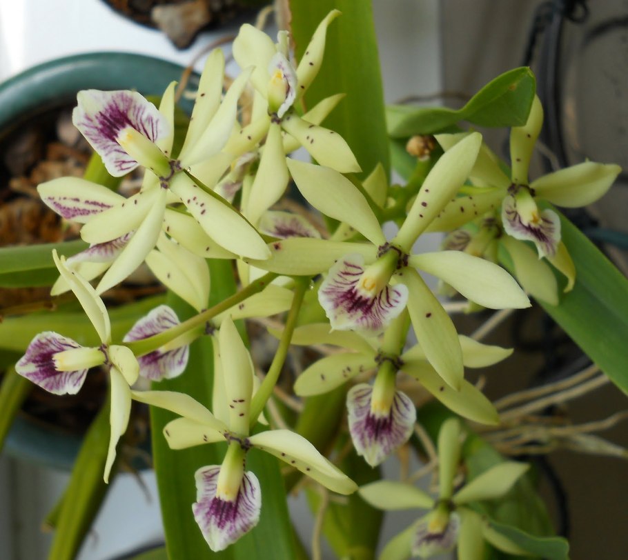 Орхидея Epidendrum prismatocarpum