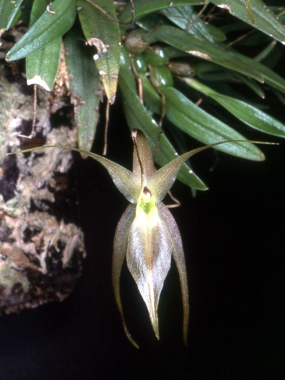 Орхидея эпидендрум оранж