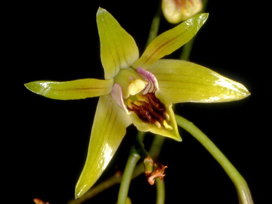 Epidendrum ilense