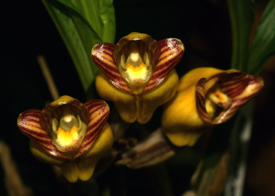 Мирмекофильные растения