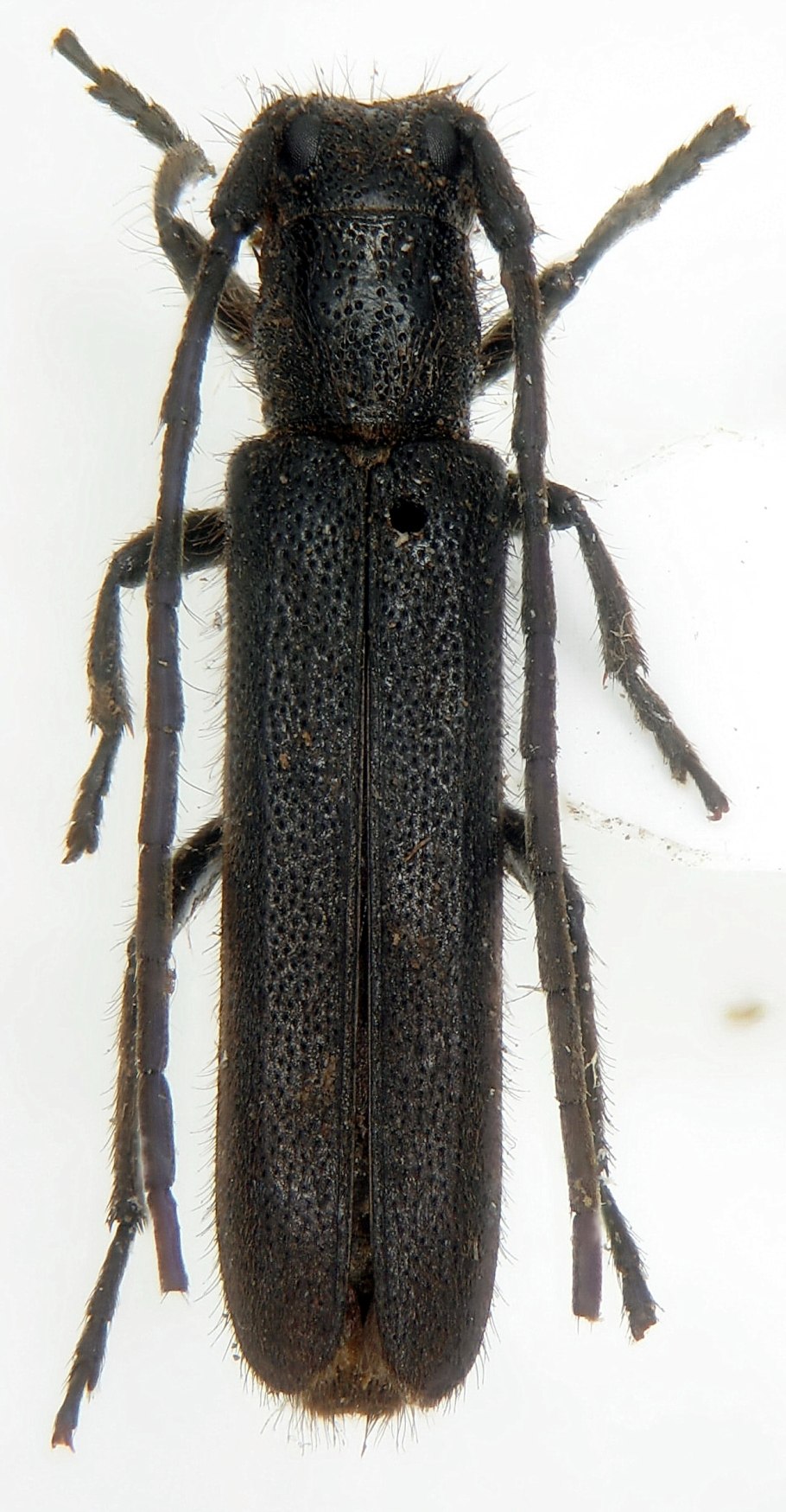 Jacquiniella globosa