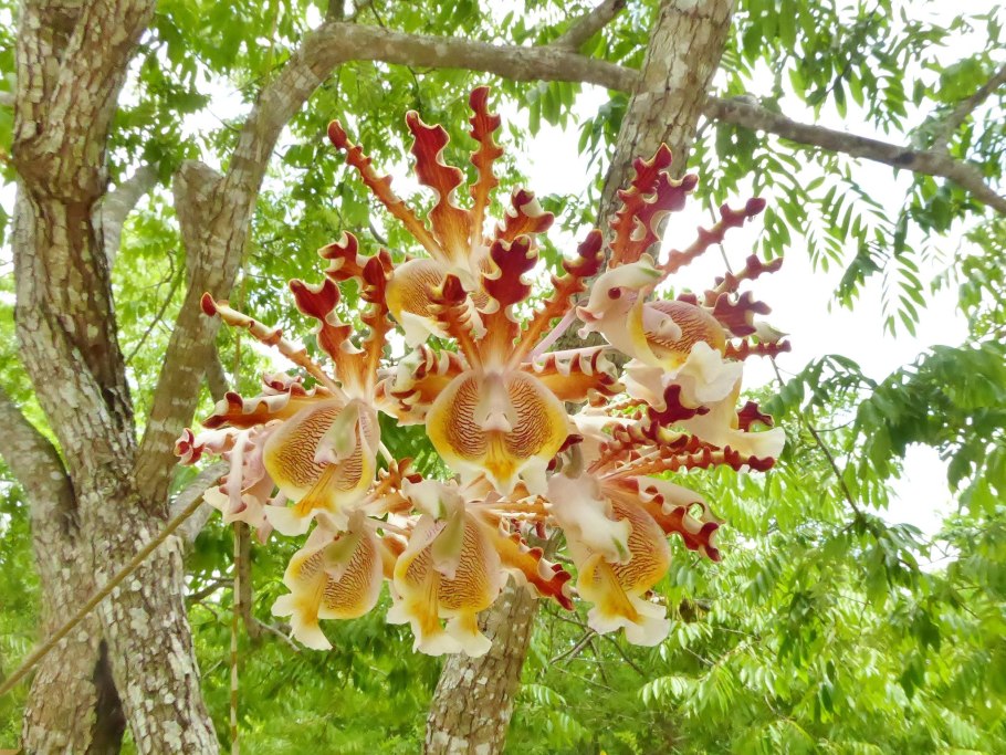 Epidendrum macrocarpum