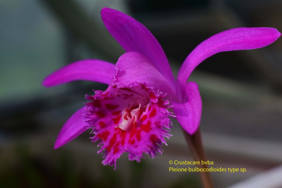 Орхидея Pleione bulbocodioides