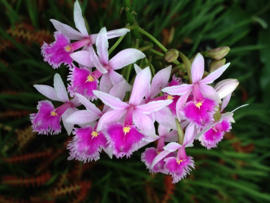 Epidendrum hugomedinae