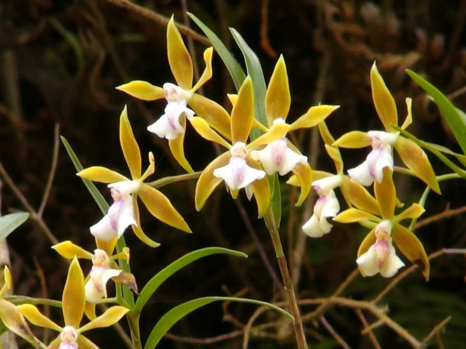 Эпидендрум Орхидея