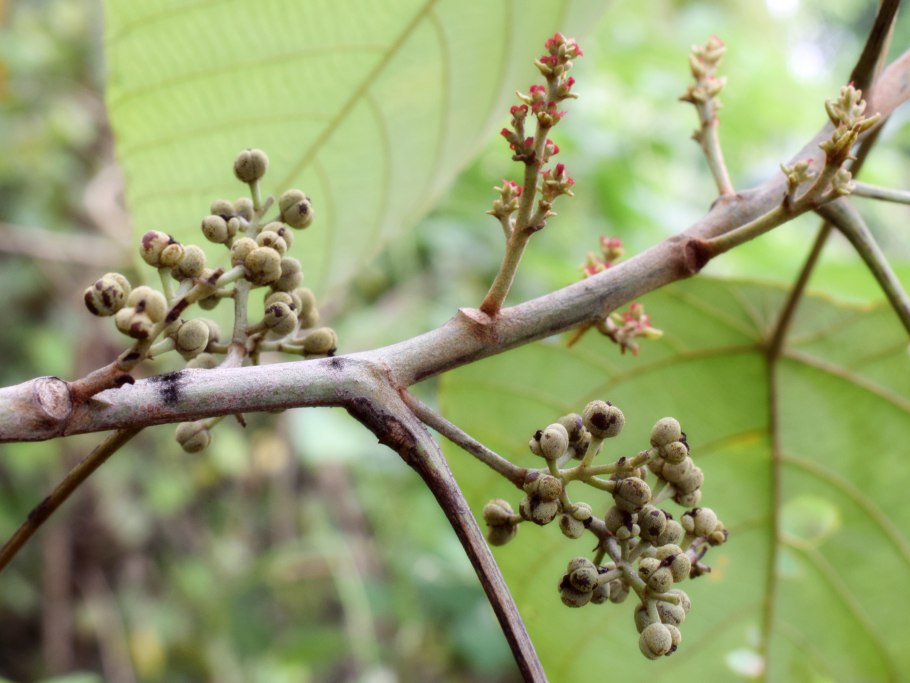 Кустарник Leucopogon parviflorus