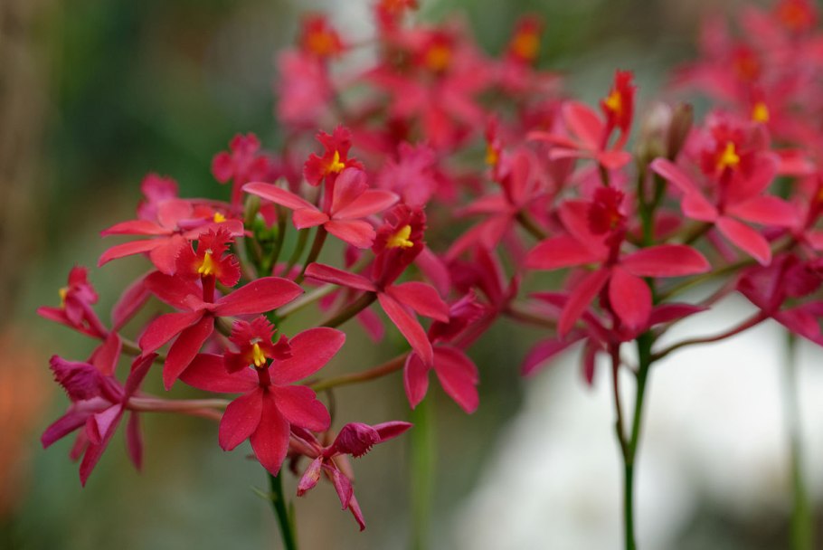 Эпидендрум Орхидея