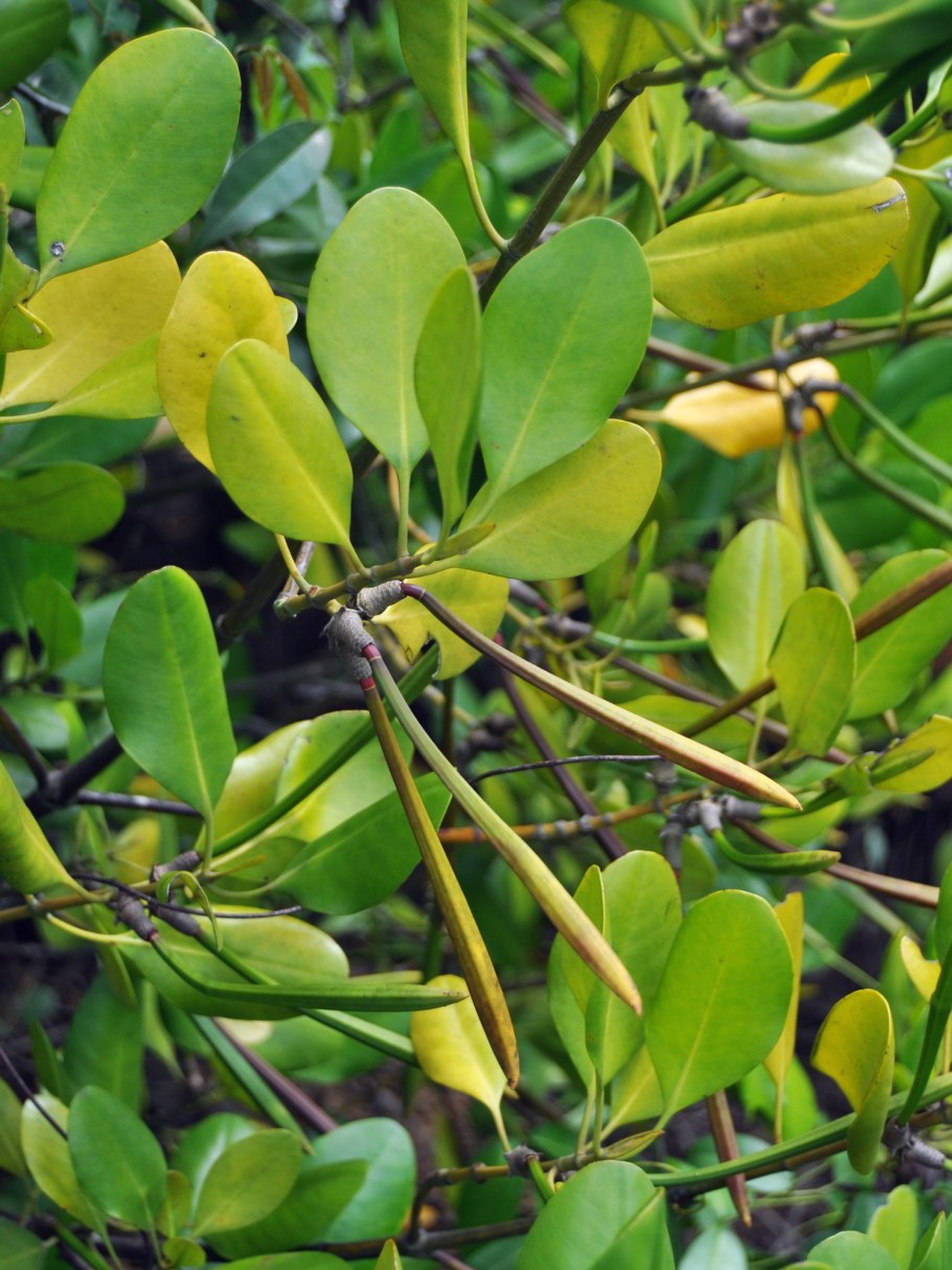 Vanda William Catherine