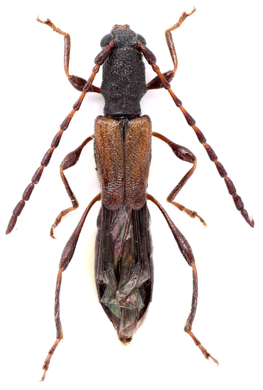 Бали корни дерева