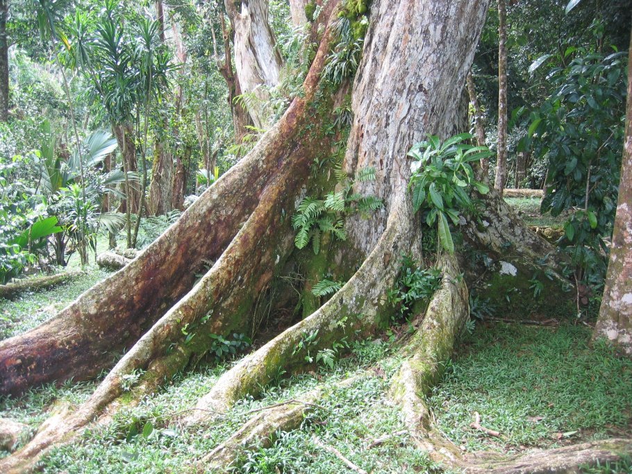 A tropical rainforest