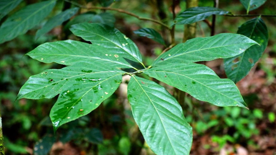 Diplopterys cabrerana