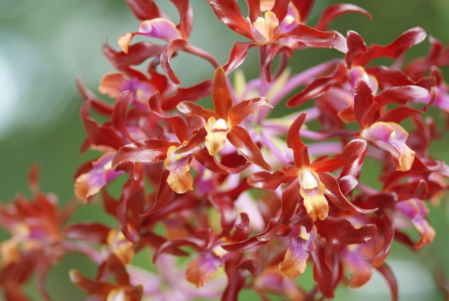 Перевод do Orchids grow on the Floor of the Rainforest
