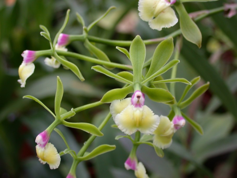 Эпидендрум флорибундум