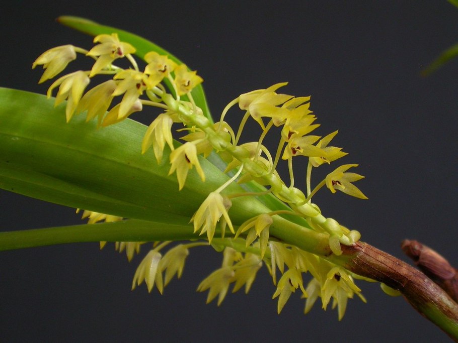 Dendrobiinae Нобле