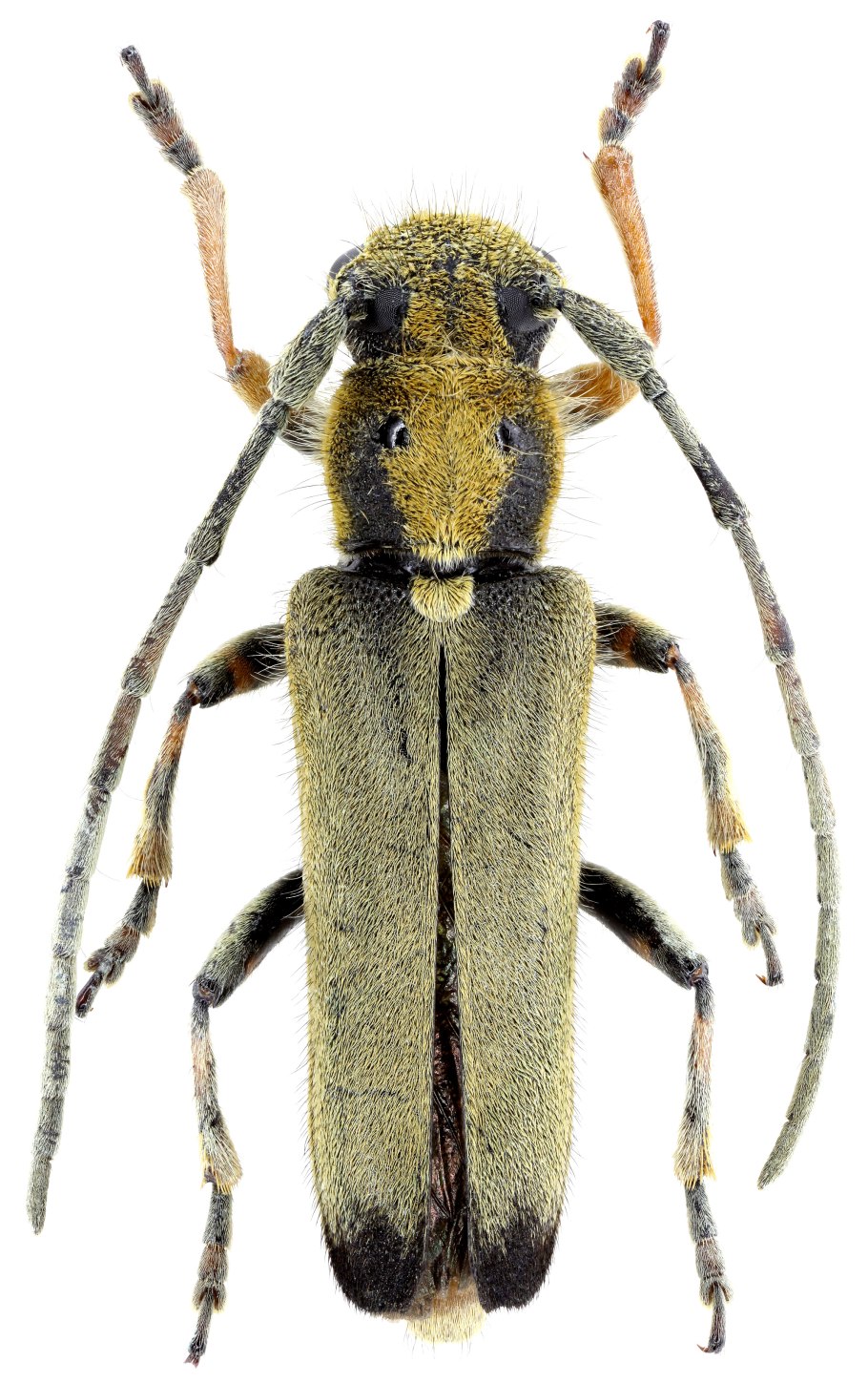 Epidendrum cristatum 2320 руб. 2900