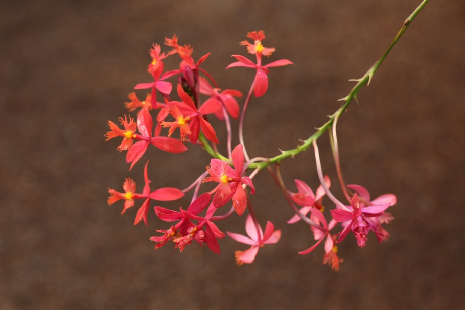 Baptistonia echinata