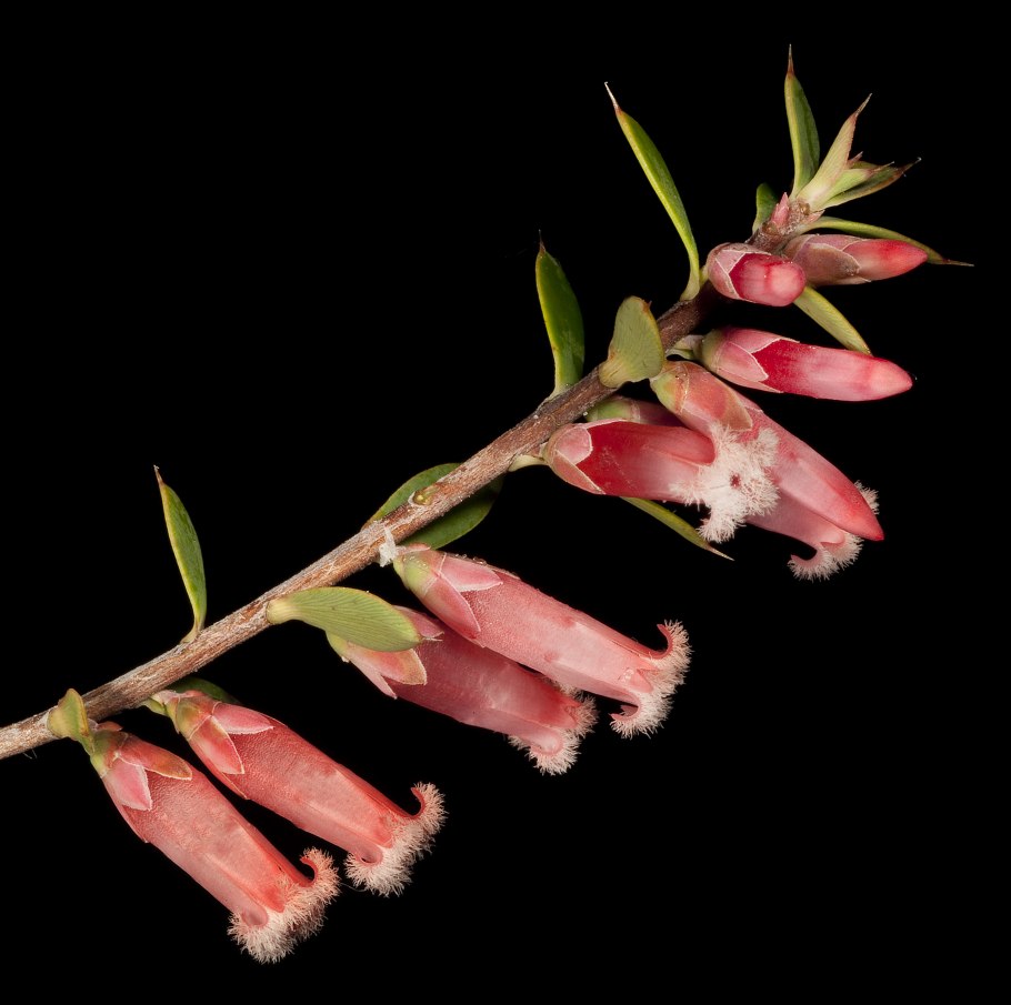 Цимбидиум алоэлистный