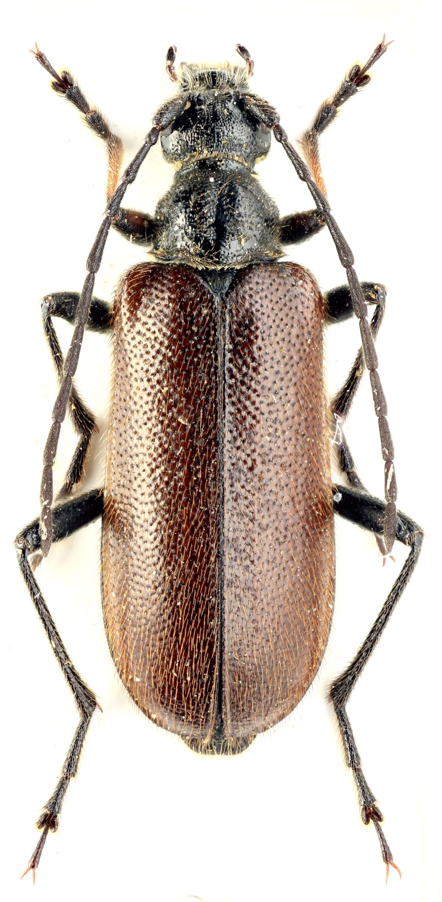 Триба прокрисовые