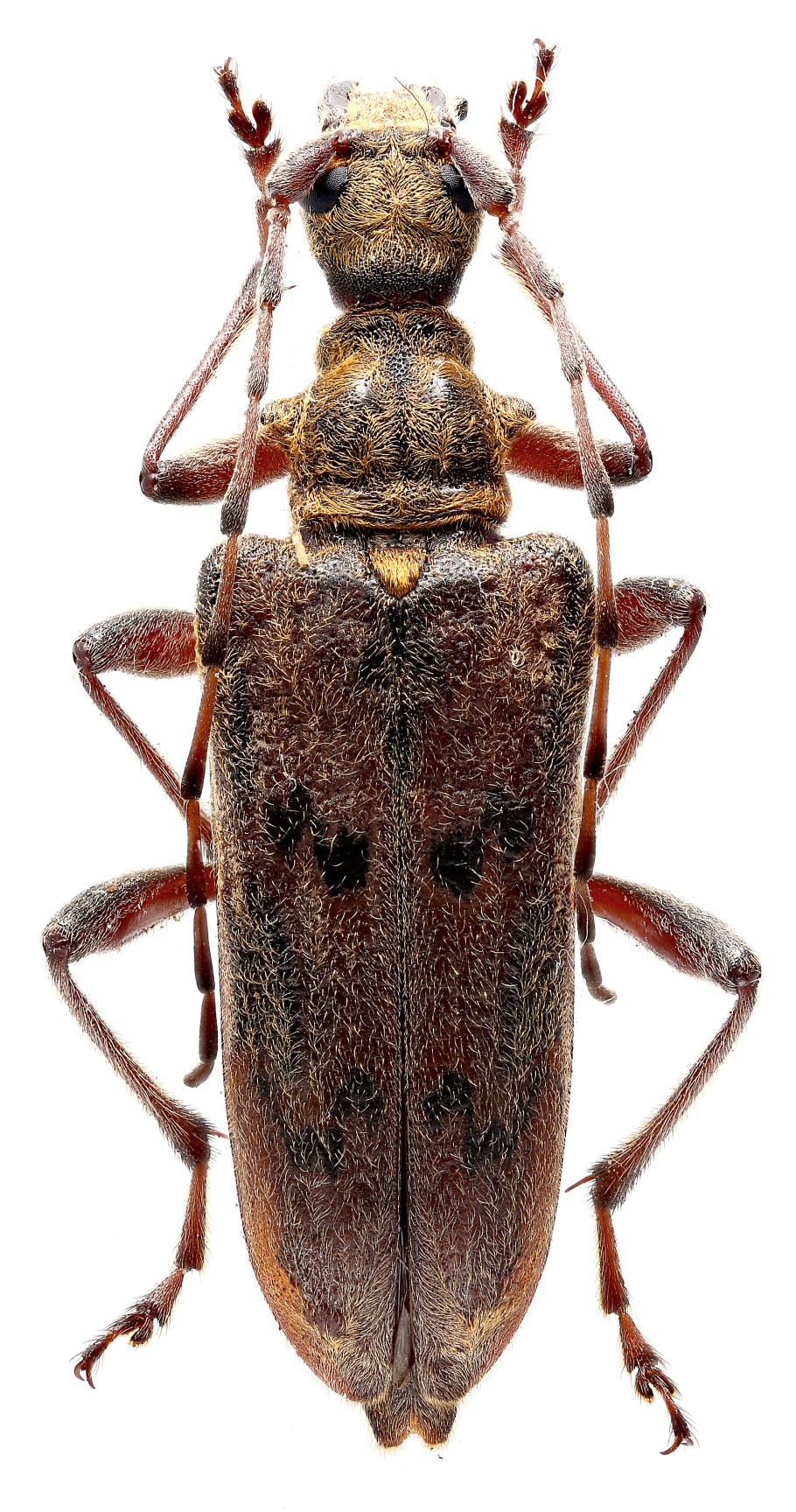 Pachycereus obliquatus