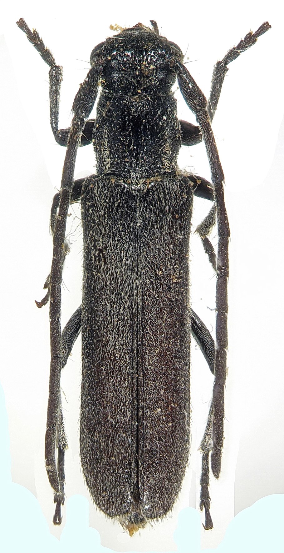 Узкотелая златка