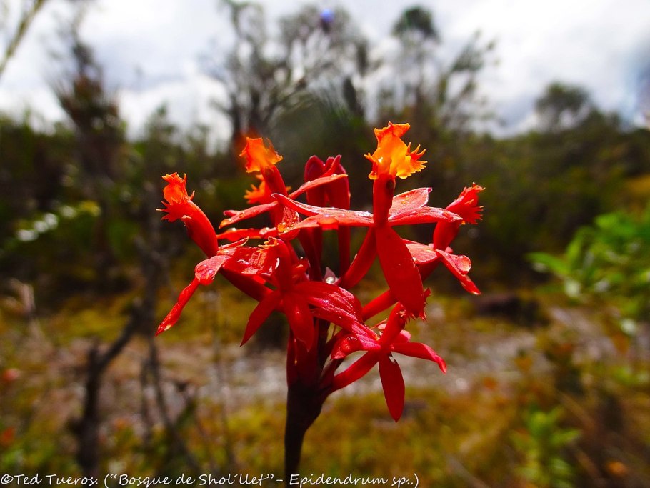 Эпидендрум оранжевый