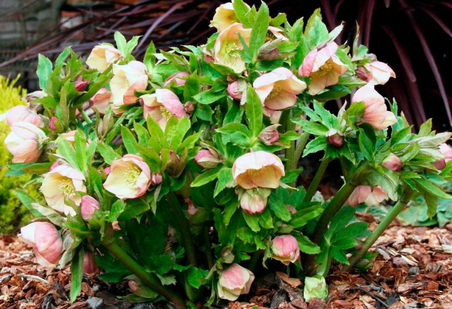 Морозник Helleborus Pirouette