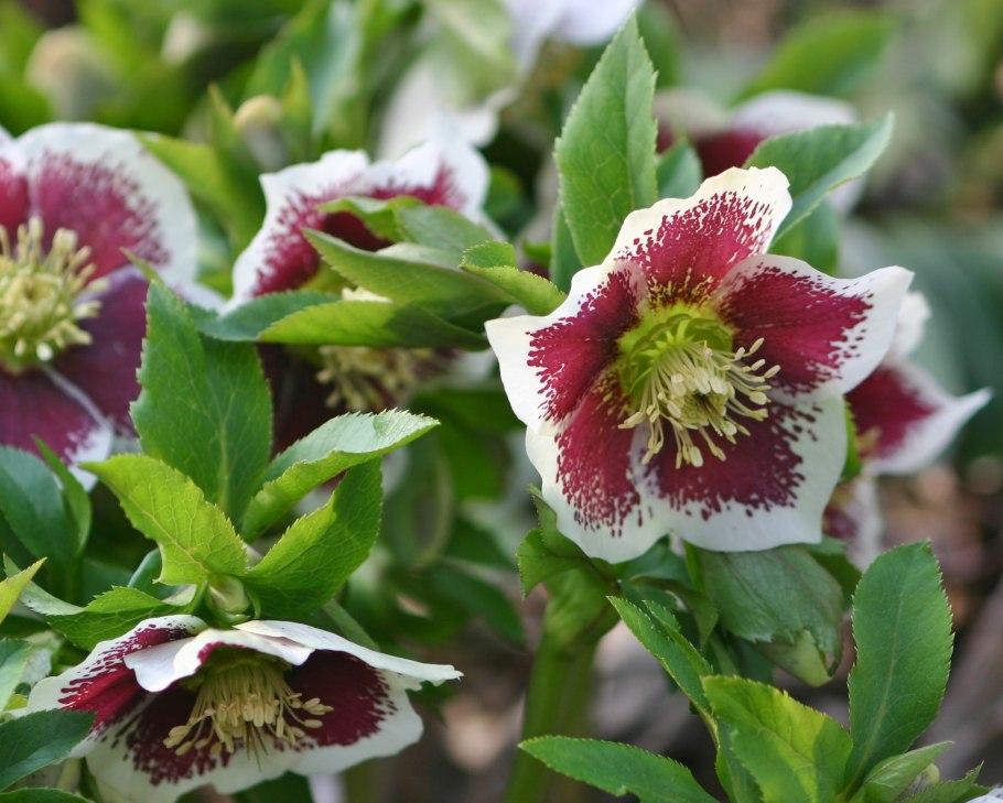 Морозник (Helleborus) кавказский
