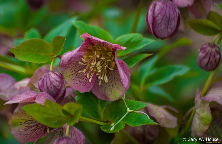 Морозник белоцветный