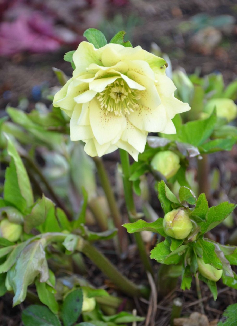 Морозник дикий