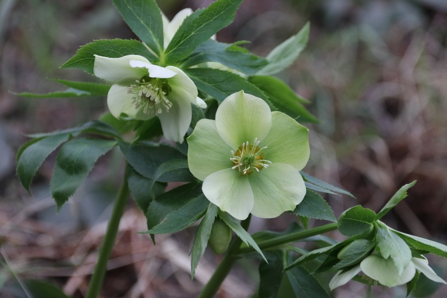 Морозник куст