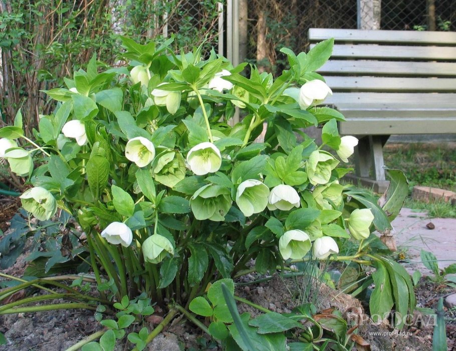 Морозник пурпураскенс