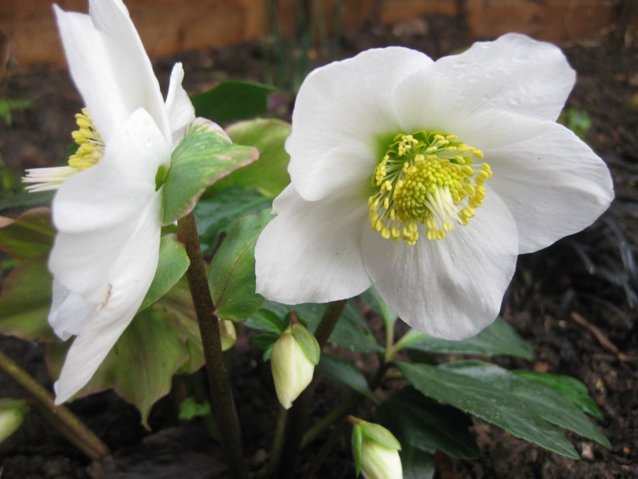 Helleborus niger