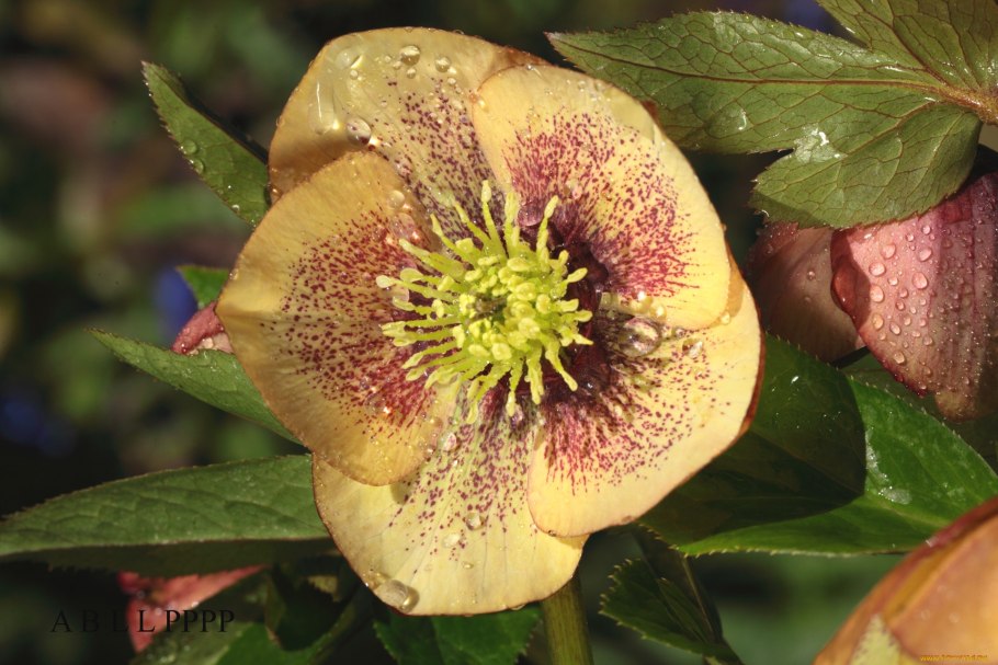 Морозник геллеборус