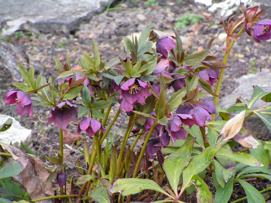 Морозник кавказский цветок