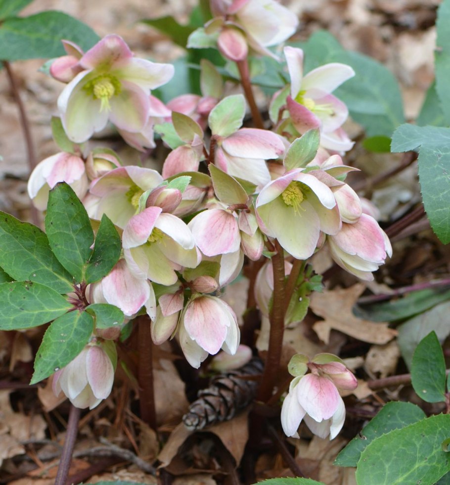 Морозник Рождественская роза