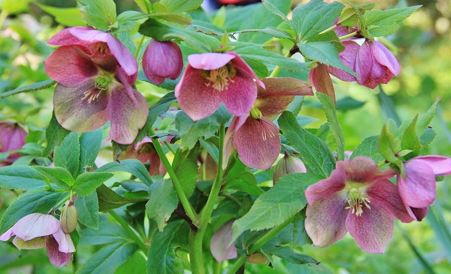 Морозник цветок