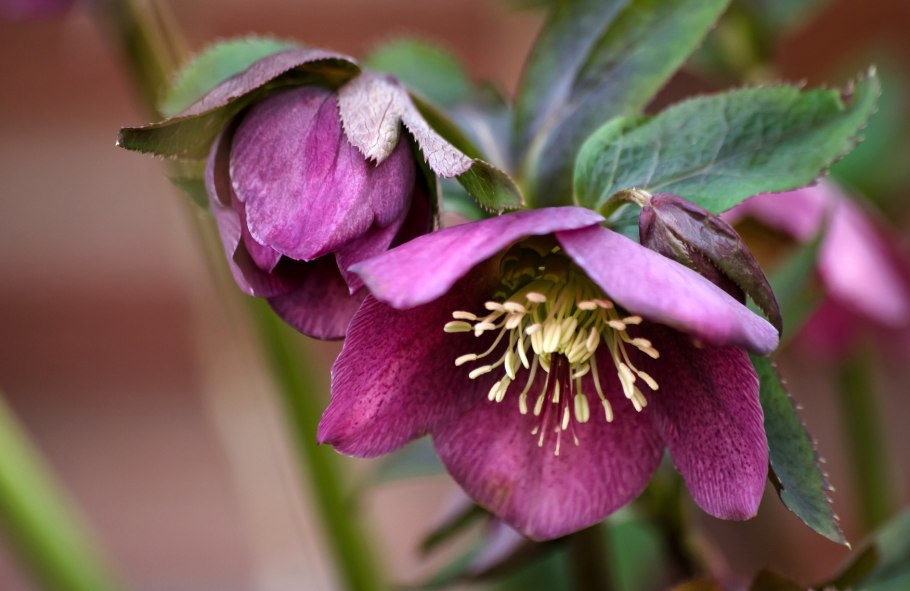 Морозник гибридный