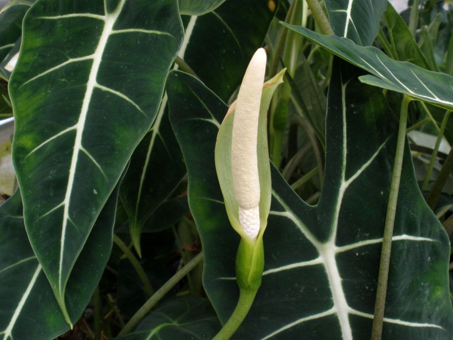 Алоказия крупнокорневая