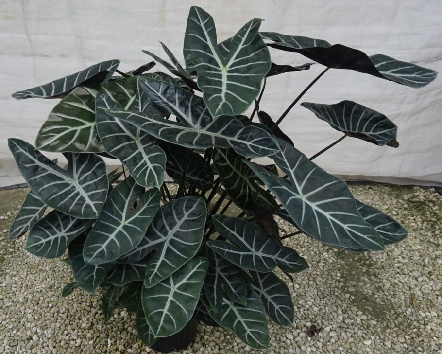 Алоказия зебрина Alocasia Zebrina