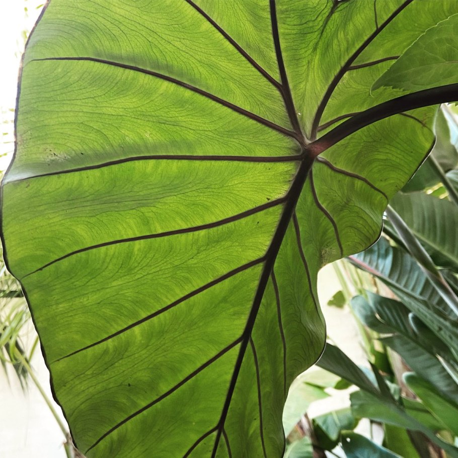 Алоказия Венти