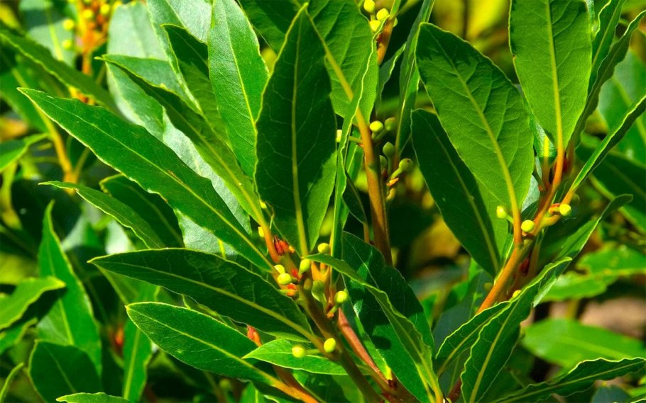 Цвет дерево лавр