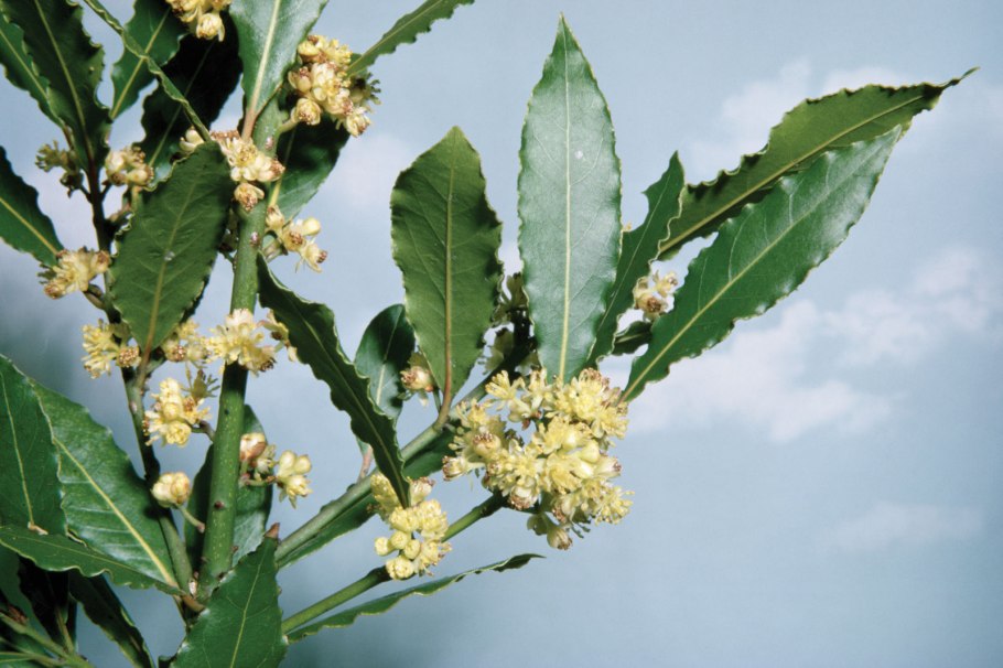 Лавр благородный растение