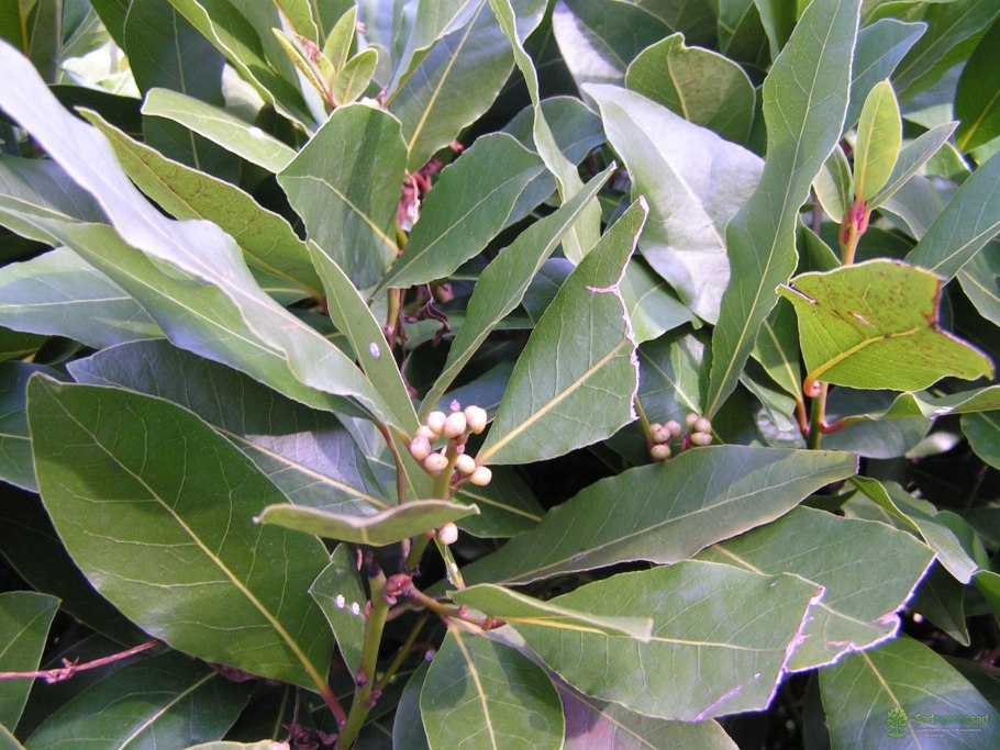 Лавр благородный дерево