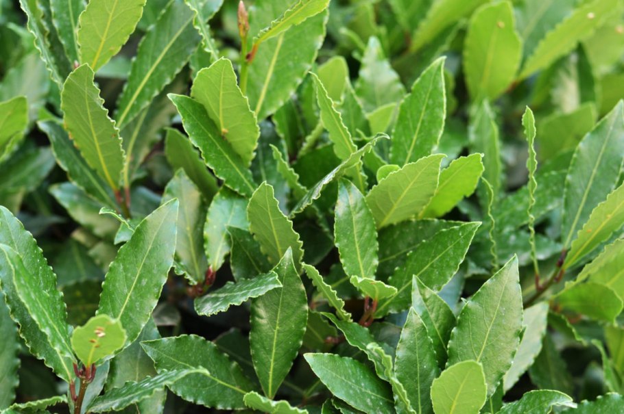 Лавр благородный (Laurus Nobilis)